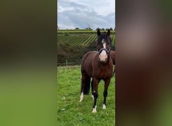 Galés-C, Caballo castrado, 9 años, 137 cm, Castaño