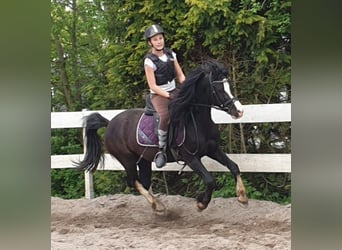 Galés-C, Caballo castrado, 9 años, 137 cm, Negro