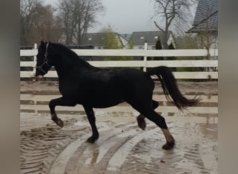 Galés-C, Caballo castrado, 9 años, 137 cm, Negro