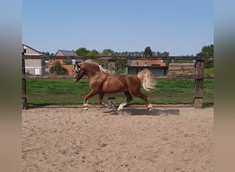 Galés-C, Semental, 15 años, 137 cm, Alazán