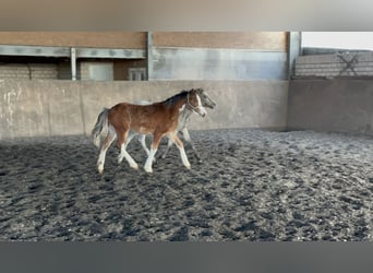 Galés-C, Semental, 1 año, 135 cm, Castaño