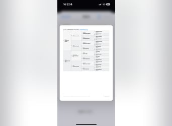 Galés-C, Semental, 2 años, 127 cm, Palomino