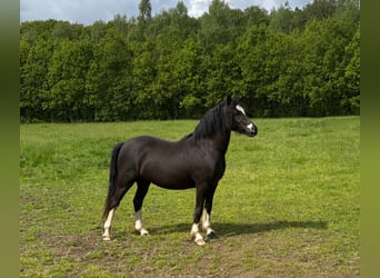Galés-C, Semental, 2 años, 135 cm, Negro