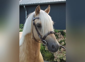 Galés-C, Semental, 3 años, 132 cm, Palomino