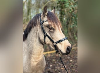 Galés-C, Semental, 3 años, 134 cm, Buckskin/Bayo