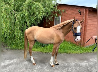 Galés-C, Semental, 3 años, 140 cm, Alazán-tostado