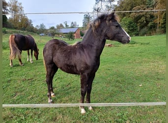 Galés-C, Semental, Potro (05/2024), 134 cm, Negro