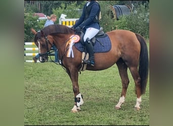 Galés-C, Yegua, 10 años, 146 cm, Alazán-tostado