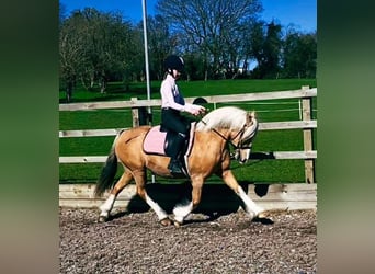 Galés-C, Yegua, 11 años, 133 cm, Palomino