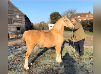 Galés-C, Yegua, 11 años, 133 cm, Palomino