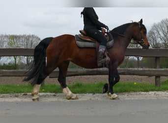 Galés-C, Yegua, 12 años, 138 cm, Castaño