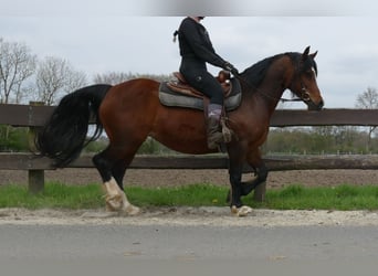 Galés-C, Yegua, 12 años, 138 cm, Castaño