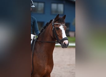 Galés-C, Yegua, 13 años, 134 cm, Castaño