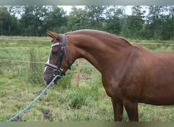 Galés-C, Yegua, 14 años, 128 cm, Alazán