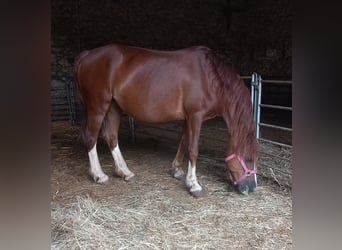 Galés-C, Yegua, 15 años, 133 cm, Alazán