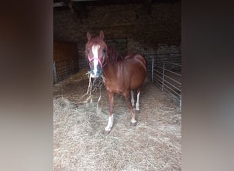 Galés-C, Yegua, 15 años, 133 cm, Alazán