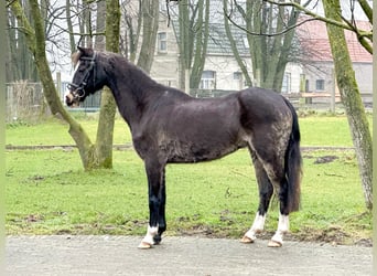 Galés-C, Yegua, 26 años, 131 cm, Castaño oscuro