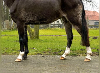 Galés-C, Yegua, 26 años, 131 cm, Castaño oscuro