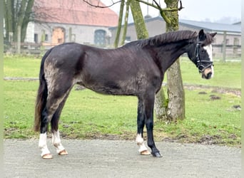 Galés-C, Yegua, 26 años, 131 cm, Castaño oscuro