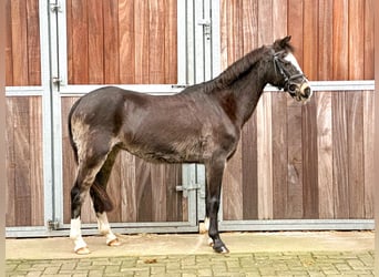 Galés-C, Yegua, 26 años, 131 cm, Castaño oscuro