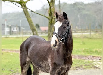 Galés-C, Yegua, 26 años, 131 cm, Castaño oscuro