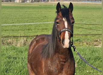 Galés-C, Yegua, 2 años, 130 cm, Castaño oscuro