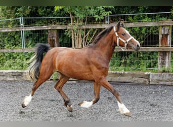 Galés-C, Yegua, 2 años, 133 cm, Castaño