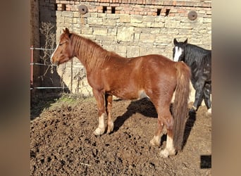 Galés-C, Yegua, 2 años, 137 cm, Alazán