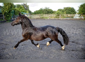 Galés-C, Yegua, 2 años, 139 cm, Negro
