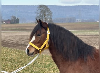 Galés-C, Yegua, 3 años, 122 cm, Castaño