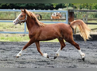 Galés-C, Yegua, 3 años, 135 cm, Alazán