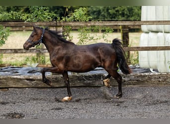 Galés-C, Yegua, 3 años, 135 cm, Morcillo