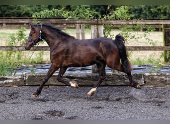 Galés-C, Yegua, 3 años, 135 cm, Morcillo