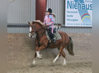 Galés-C, Yegua, 3 años, 140 cm, Alazán