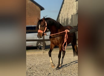 Galés-C, Yegua, 4 años, 135 cm, Castaño