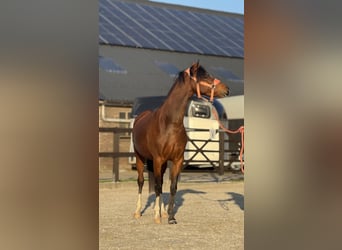 Galés-C, Yegua, 4 años, 135 cm, Castaño