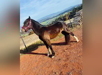 Galés-C, Yegua, 4 años, 138 cm, Castaño