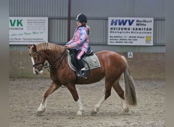 Galés-C, Yegua, 4 años, 140 cm, Alazán