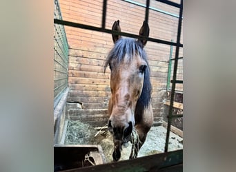 Galés-C Mestizo, Yegua, 5 años, 135 cm, Castaño