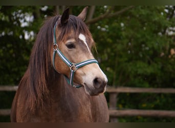 Galés-C, Yegua, 5 años, 136 cm, Buckskin/Bayo