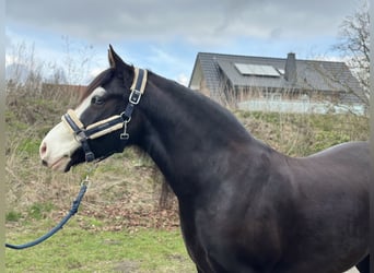 Galés-C, Yegua, 5 años, 144 cm, Negro