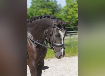 Galés-C Mestizo, Yegua, 6 años, 134 cm, Negro