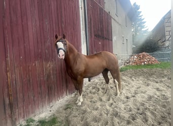 Galés-C, Yegua, 6 años, 138 cm, Alazán