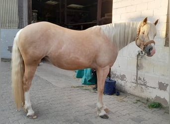 Galés-C, Yegua, 6 años, 140 cm, Palomino