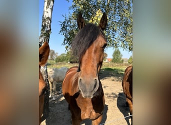 Galés-C, Yegua, 6 años, Castaño