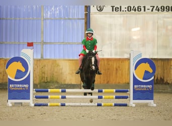 Galés-C, Yegua, 7 años, 129 cm, Castaño oscuro