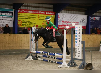 Galés-C, Yegua, 7 años, 129 cm, Castaño oscuro