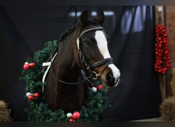 Galés-C, Yegua, 7 años, 129 cm, Castaño oscuro