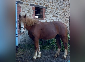 Galés-C, Yegua, 7 años, 137 cm, Alazán-tostado