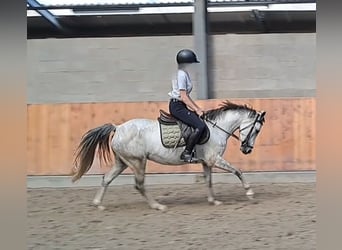 Galés-C, Yegua, 7 años, Tordo